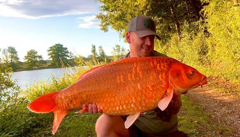 A carp from Jonchery, Aug 2025