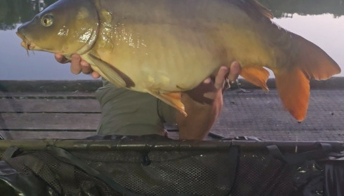 A fish from La Fonte, Jun 2024