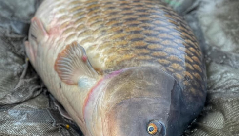 A carp from La Fonte, Apr 2025