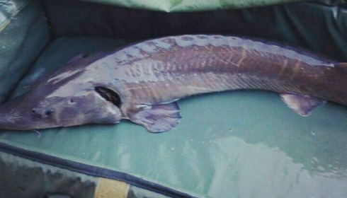 A carp from Lakeview, Jan 2024