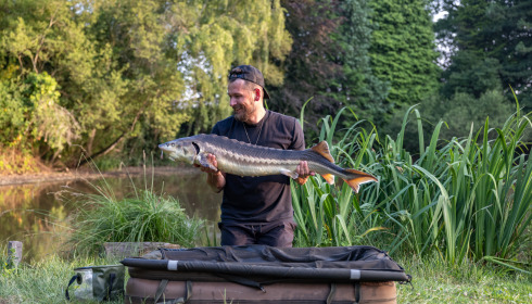 A sturgeon from Lakeview, Jun 2025