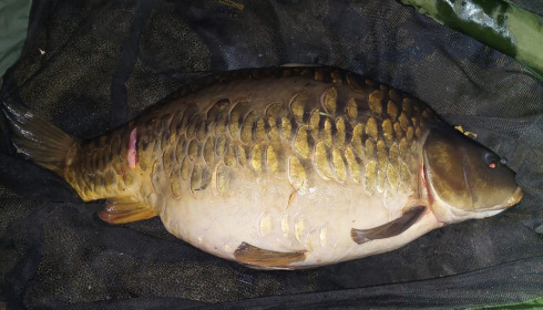 A 31 lb fish from Laroussi, Paul's fish, May 2024