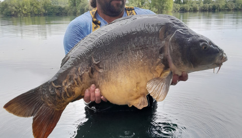 A carp from Laroussi, Rik Le Ray, Aug 2023