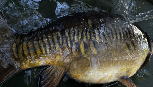 A 38 lb fish from Laroussi, 38 mirror, Apr 2025