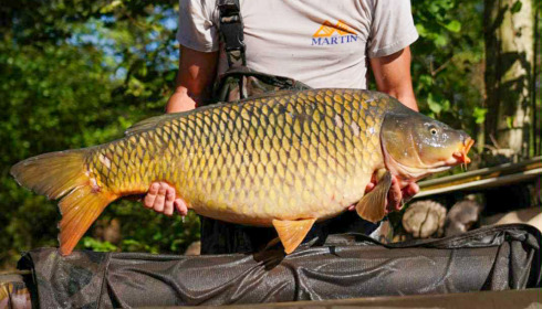 A 30 lb 8 oz carp from Le Repaire, New stock, Oct 2025