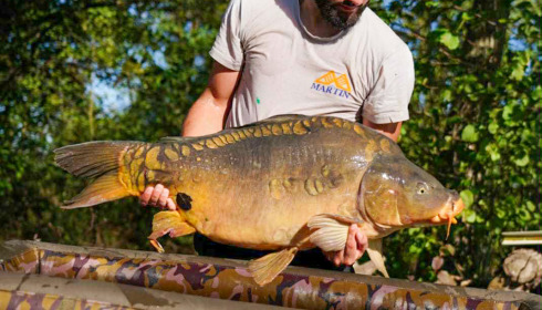 A 34 lb 8 oz carp from Le Repaire, New stock, Oct 2025