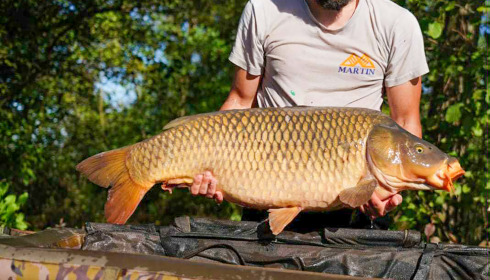 A 35 lb 2 oz carp from Le Repaire, New stock, Oct 2025