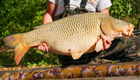 A 41 lb 8 oz carp from Le Repaire, New stock, Oct 2025