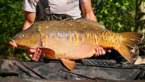 A 34 lb 6 oz carp from Le Repaire, New stock, Oct 2025