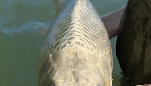 A 22 lb carp from Lepinet North, Harry Baxter, Apr 2024
