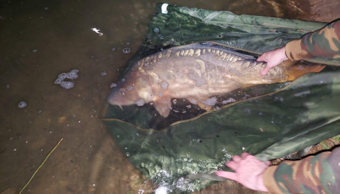 A 31 lb carp from Lepinet North, Gary Thorpe, Apr 2024