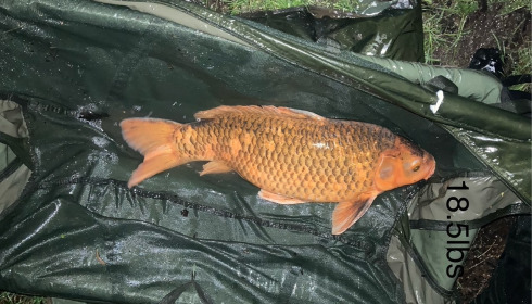 A fish from Lepinet North, Koi, Apr 2025