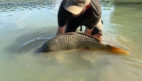 A carp from Lepinet South, Sep 2022