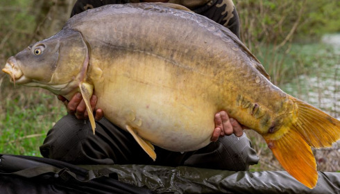 A carp from Lepinet South, Apr 2023