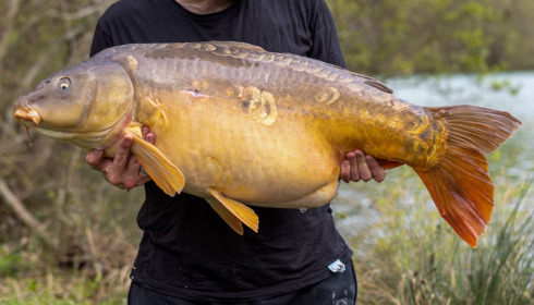 A carp from Lepinet South, Apr 2023