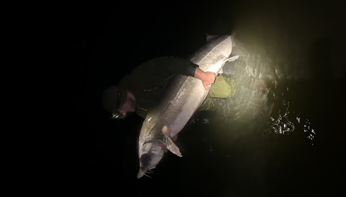 A 99 lb fish from Lepinet South, Sturgeon, Apr 2024