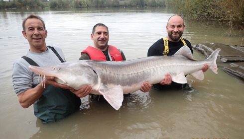 A 99 lb carp from Lepinet South, 170lbs!! John Alexandrou, Oct 2024