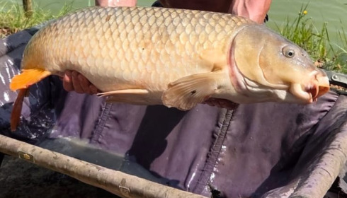 A 40 lb carp from Lillybelle, Dean Mulligan, Aug 2025