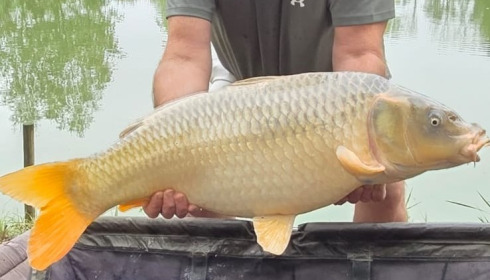 A 25 lb carp from Lillybelle, Mathew Mulligan, Aug 2025