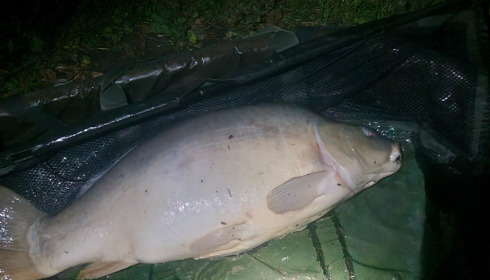 A 39 lb 2 oz carp from Lillypool, Shaun Shergold, Sep 2024
