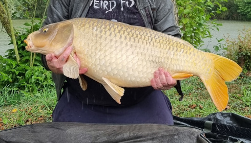A 33 lb 8 oz fish from Lillypool, Shauns s ghost common, Sep 2024