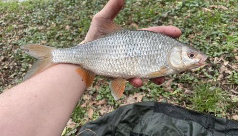A fish from Linstant, Mar 2024