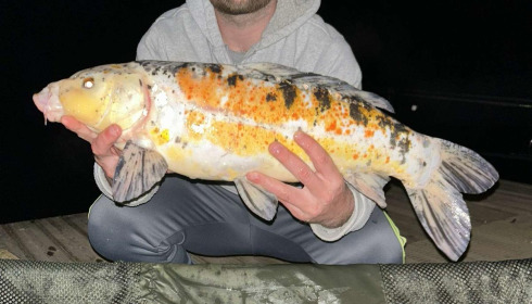 A carp from Linstant, Mar 2025