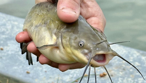 A catfish from Mas Bas Main Lake, Julie Fox, May 2024