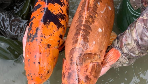 A carp from Ragon, Annual Netting, Jan 2024
