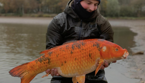 A carp from Ragon, Netting, Jan 2024