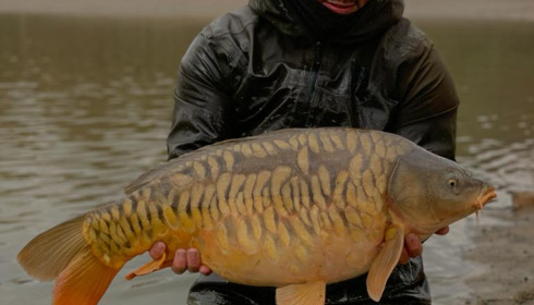 A carp from Ragon, Annual Netting, Jan 2024