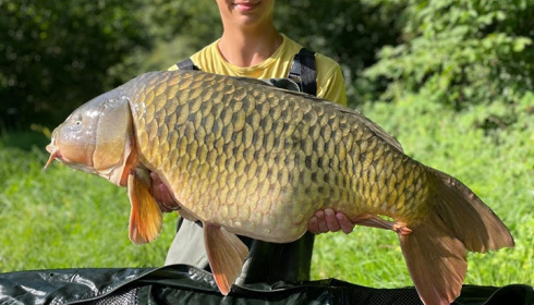 A carp from Renarde, Aug 2023