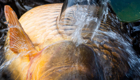 A carp from Sky Lake, Aaron Macinnes, Feb 2024