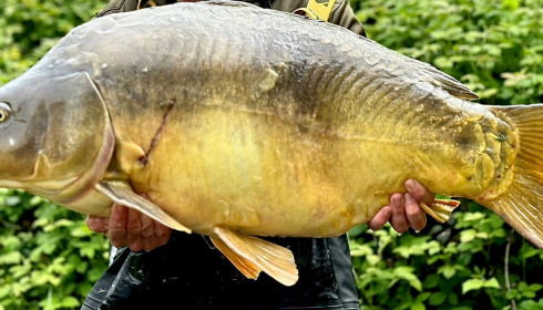 A carp from Villefond, Apr 2024