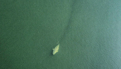 A carp from Villefond, May 2025