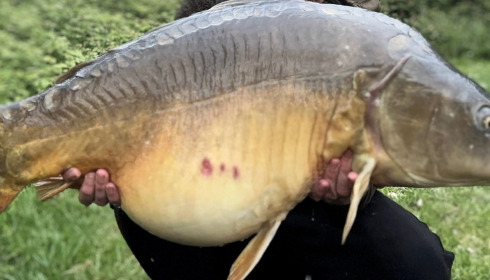 A carp from Villefond, Apr 2024