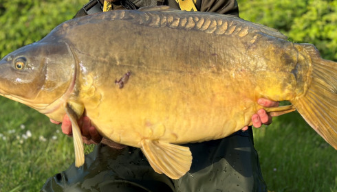 A carp from Villefond, Apr 2024