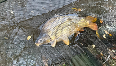 A fish from Villefond, Nov 2023