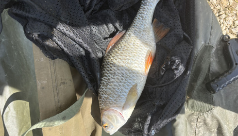 A fish from Vincons, Roach 1.9, May 2024