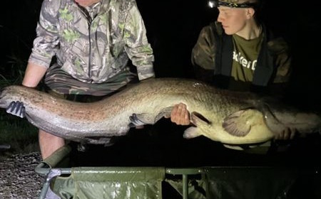 A catfish from Autels, paul smith, Sep 2021