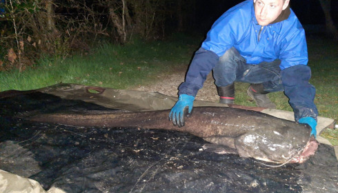 A catfish from Autels, panais anthony, Apr 2021