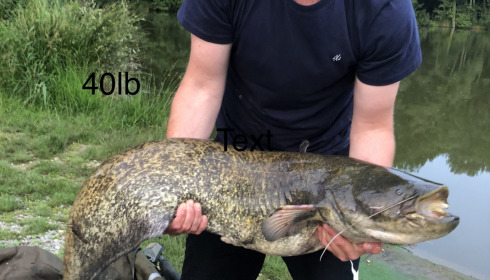 A catfish from Autels, Jun 2022