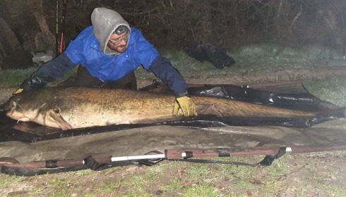 A catfish from Autels, panais anthony, Apr 2021