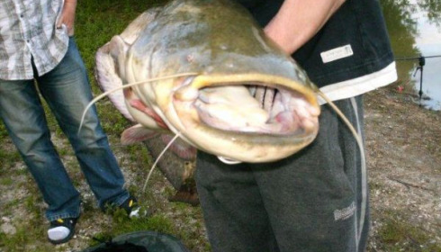 A catfish from Beaurepaire, Mark Monk Party, Jul 2011