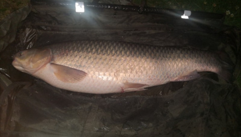 A 38 lb 3 oz grass carp from Beaurepaire, Ryan Welch, Oct 2019