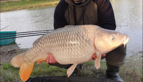 A carp from Beaurepaire, Richard  Mottershead, Oct 2019