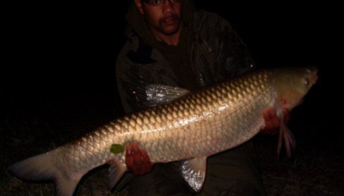 A carp from Beaurepaire, Carl Clarke, May 2010