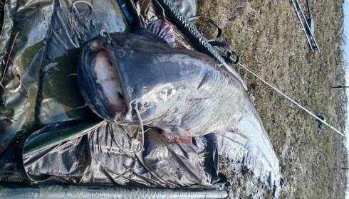 A fish from Beaurepaire, Cat, Feb 2023