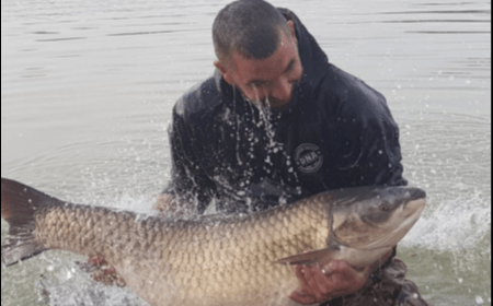 A carp from Beaurepaire, Sep 2018