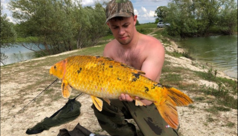 A grass carp from Beaurepaire, Shane Moody , Jun 2019